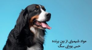 مواد شیمیایی از بین برنده حس بویایی سگ
