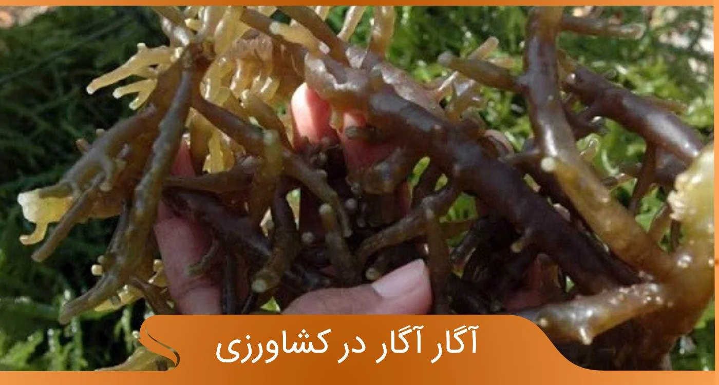 آگار آگار در کشاورزی