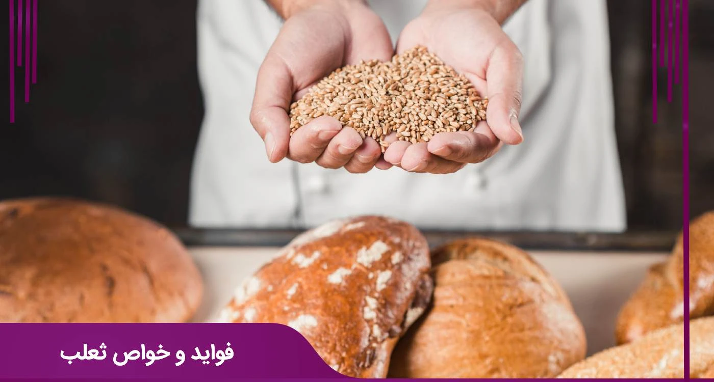 فواید و خواص ثعلب 