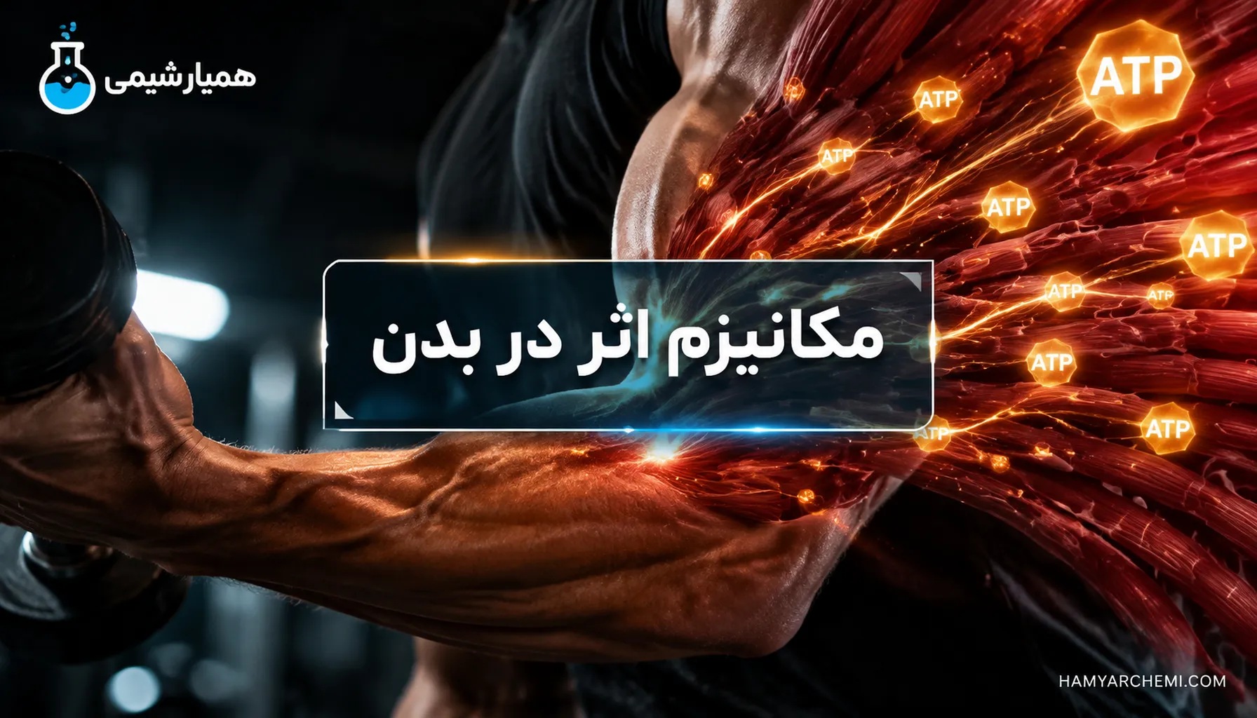 کراتین مونوهیدرات چیست؟ راهنمای جامع خواص،کاربرد و نحوه مصرف ماده اولیه مکمل‌های ورزشی