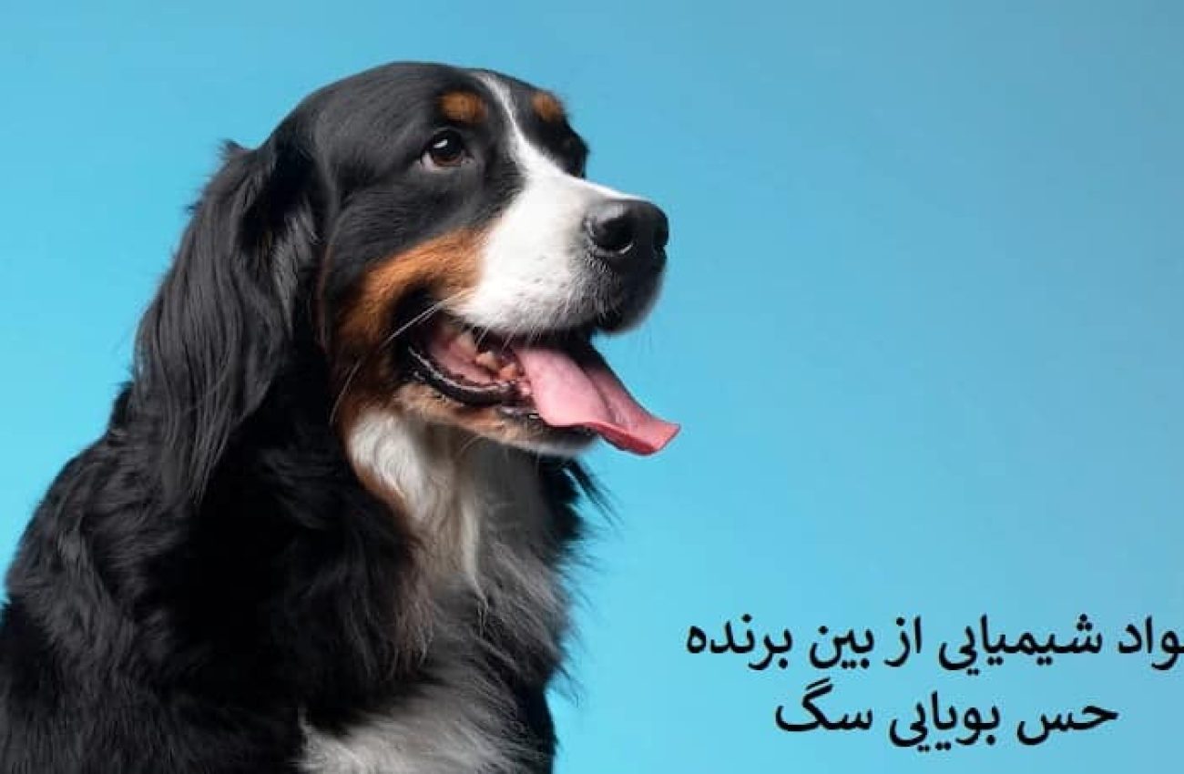 مواد شیمیایی از بین برنده حس بویایی سگ
